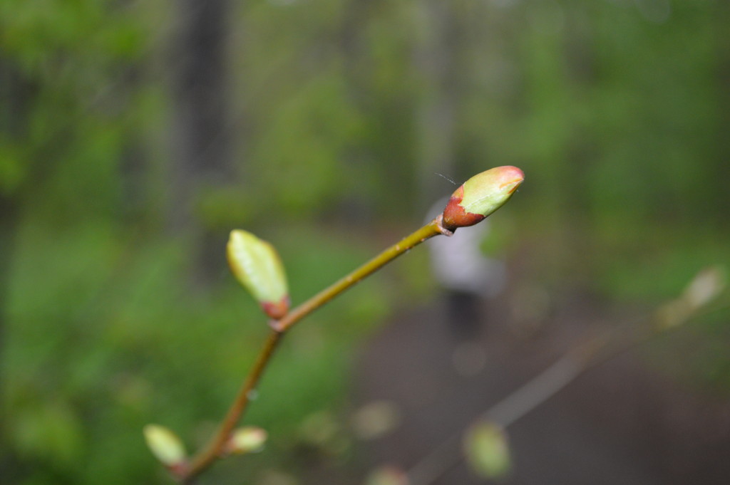 Plänterwald - Spring in Berlin 
