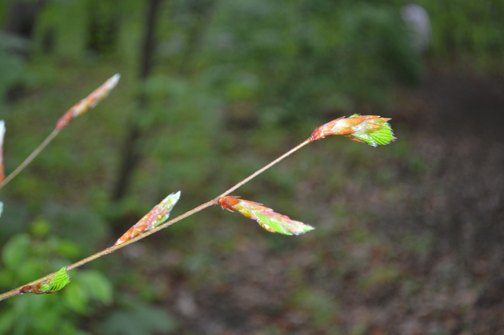 Spring in Berlin - trees budding