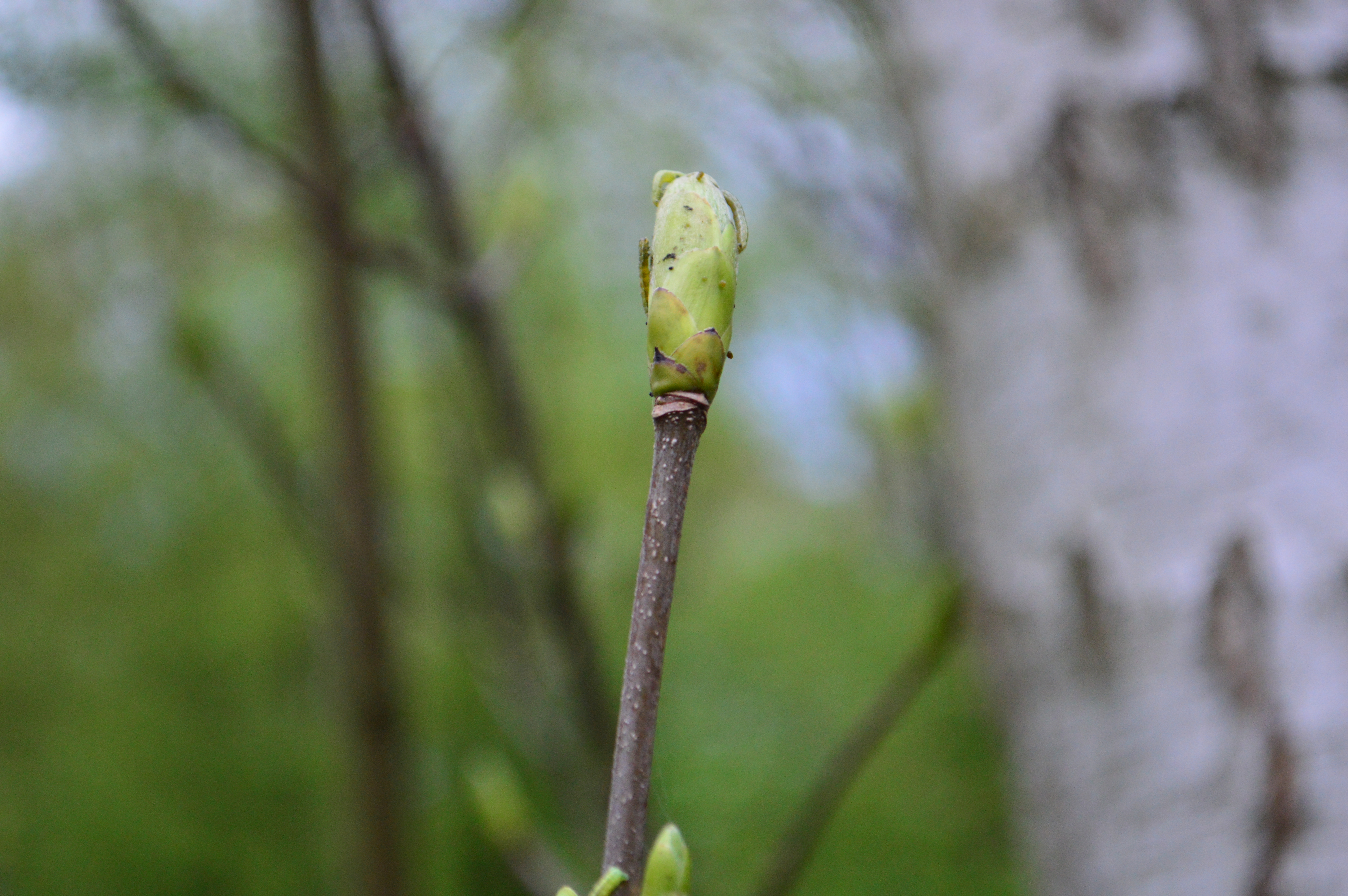 In anticipation of spring